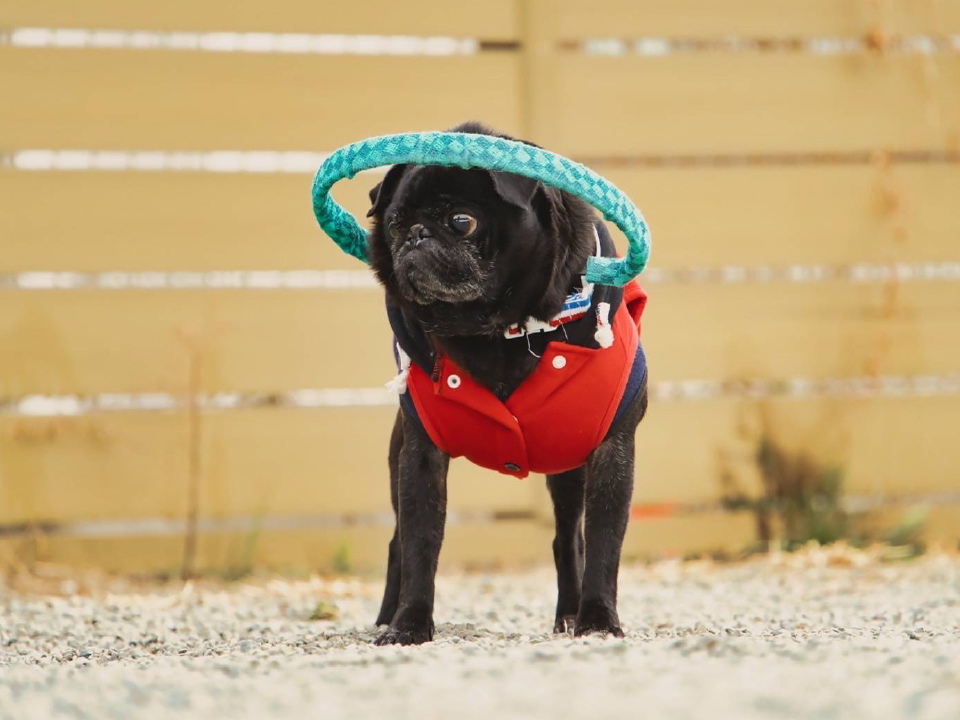 ドッグバンパーは盲目犬ための「白杖」です。