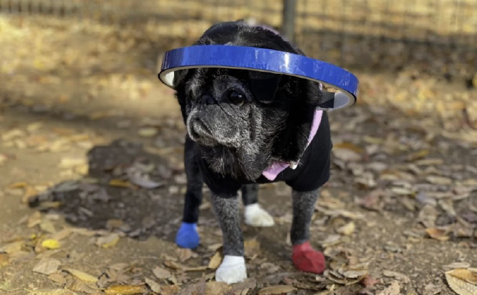 小型犬でも負担にならない軽さ！