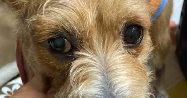 茶色のテリア系ミックス犬ヘソの白内障の目の画像
