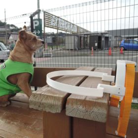 ドッグバンパー・イージー と木のベンチにお座りする茶色のテリア系ミックス犬
