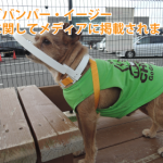 ドッグバンパー・イージーを着け木のベンチに立つ緑色のタンクトップを着た茶色のテリア系ミックス犬