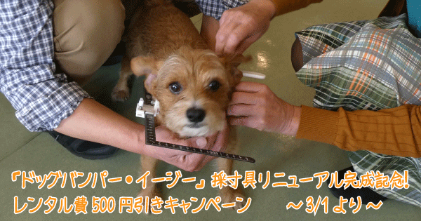 採寸されている茶色のテリア系ミックス犬の画像