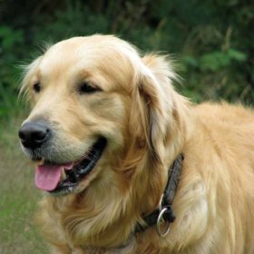 ベージュの大型犬ゴールデンレトリバー画像