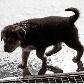 雨の中を歩く子犬の画像