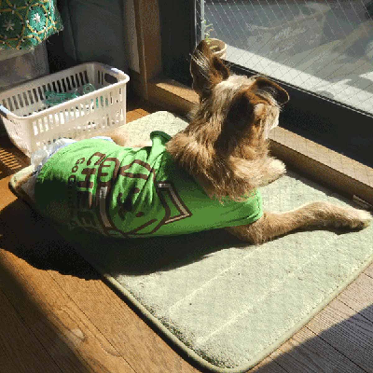窓から外を見る緑色のタンクトップを着た茶色いテリア系ミックス犬