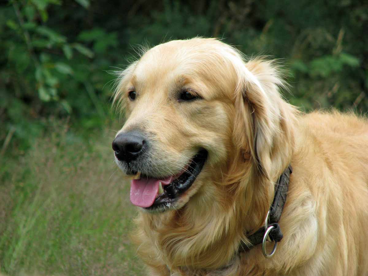 ベージュの大型犬ゴールデンレトリバー画像