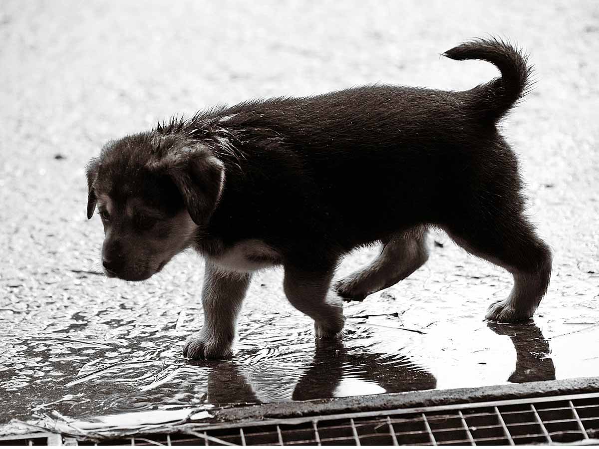 雨の中を歩く子犬の画像