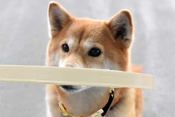 試しに使ってみることができたら、もっと良いと思います!イメージ画像