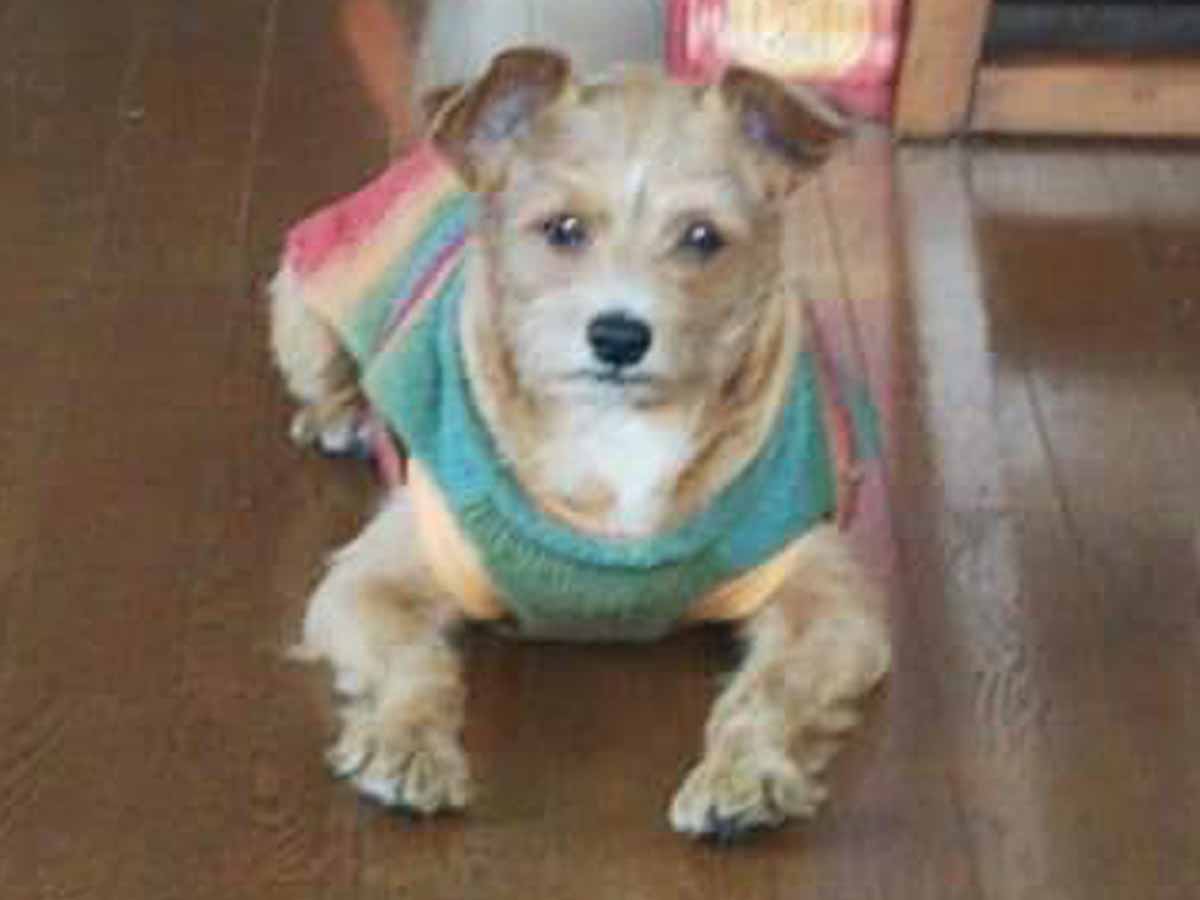 緑黄桃のカラフルなセーターを着て床に伏せる茶色いテリア系ミックス犬