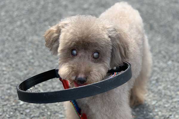 盲目 犬 リング ハーネス 保護ベスト フェイスガード 盲目リング ペット保護リング 盲目犬 盲目杖 衝突 防止 口コミ