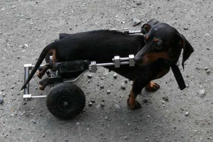 犬用車いすに乗る黒いミニチュアダックスの画像