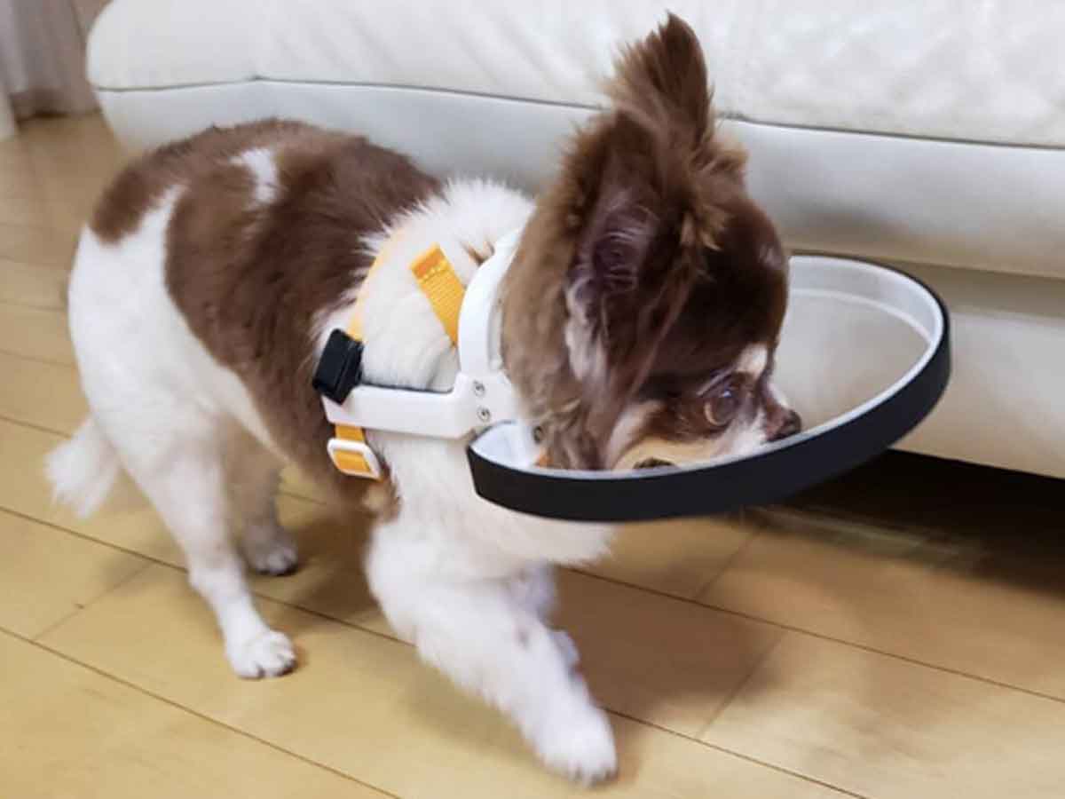 ドッグバンパーを装着して一生懸命歩くリオちゃん