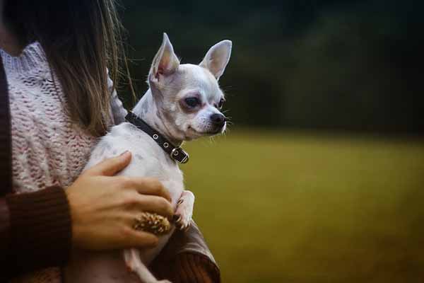 盲目犬 ハーネス 作り方 視力を失った犬のための装着具ドッグバンパー