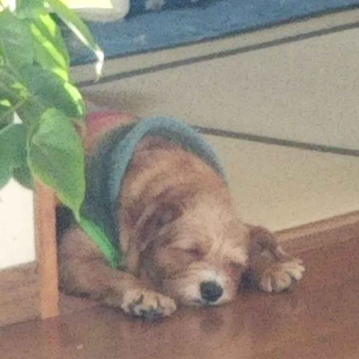 和室の入り口で寝る茶色のテリア系ミックス犬の画像