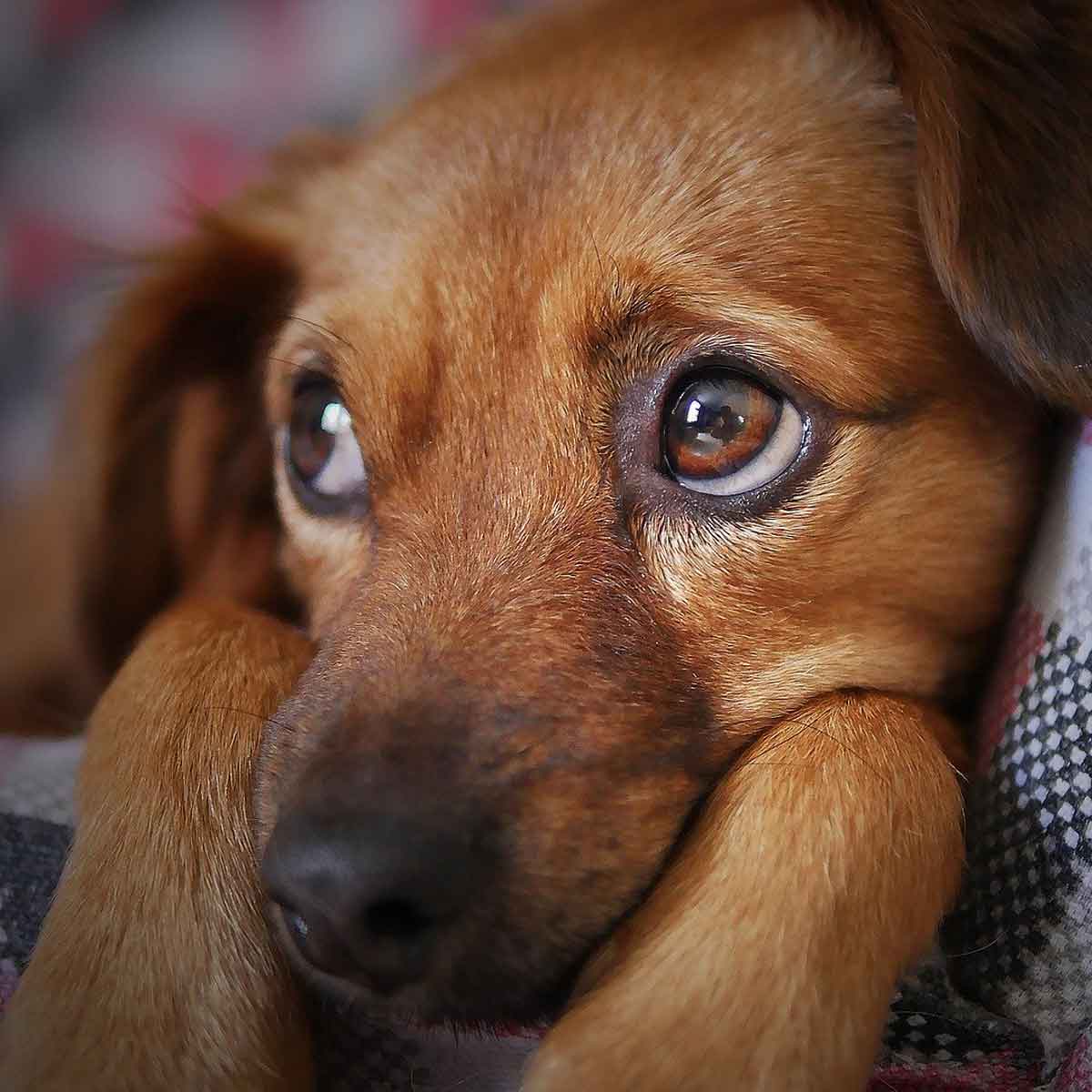 目の大きな茶色い犬の画像
