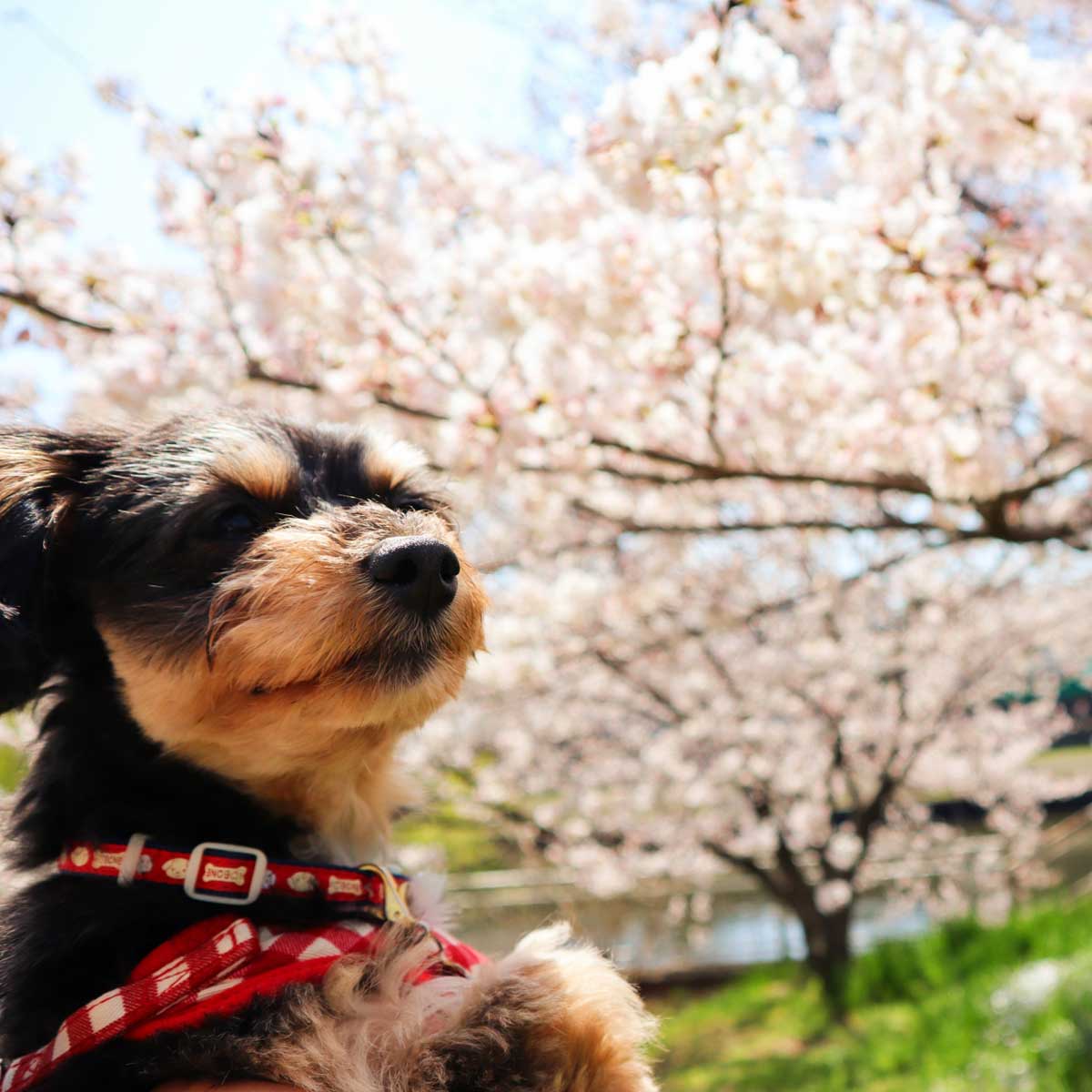 満開の桜都犬の画像