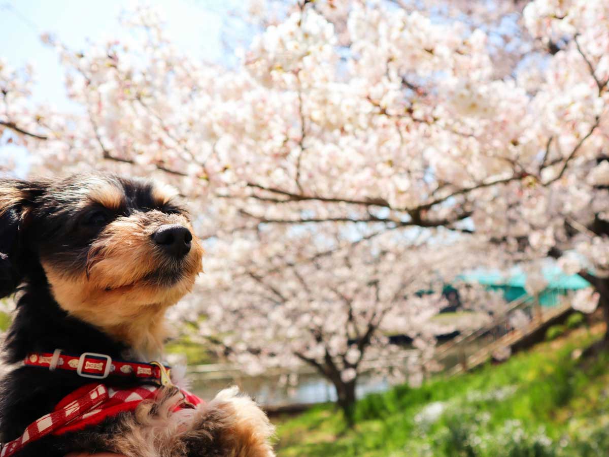 満開の桜都犬の画像