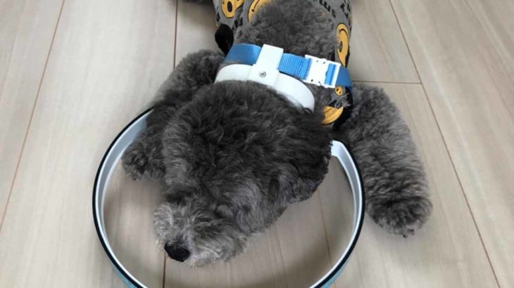 目の見えない犬の補助グッズ ドッグバンパー 目の見えない犬の補助グッズ ドッグバンパー