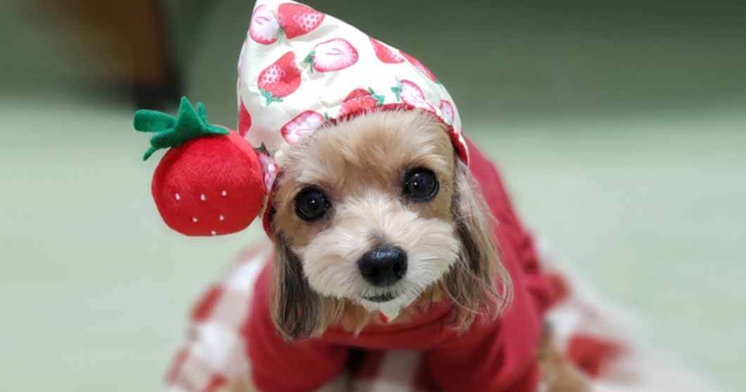 イチゴ柄の洋服とフードを被った可愛い犬の画像