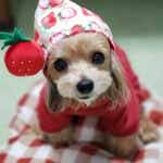 イチゴ柄の洋服とフードを被った可愛い犬のアイキャッチ画像