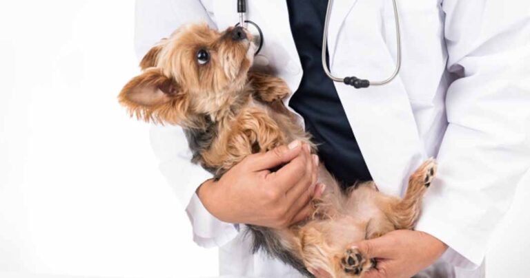 盲目の犬のヘイローを購入する必要がありますか?