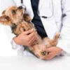 獣医師に抱っこされるヨークシャーテリアのアイキャッチ画像