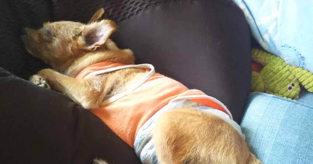 ビーズクッションで寝る茶色テリア系ミックス犬イメージ画像