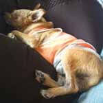 ビーズクッションで寝る茶色テリア系ミックス犬アイキャッチ画像画像