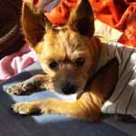 茶色テリア系ミックス犬ヘソ冬の乾燥肌ケアアイキャッチ画像