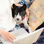 盲目犬との暮らしドッグバンパー | Googleクチコミのお願いアイキャッチ画像