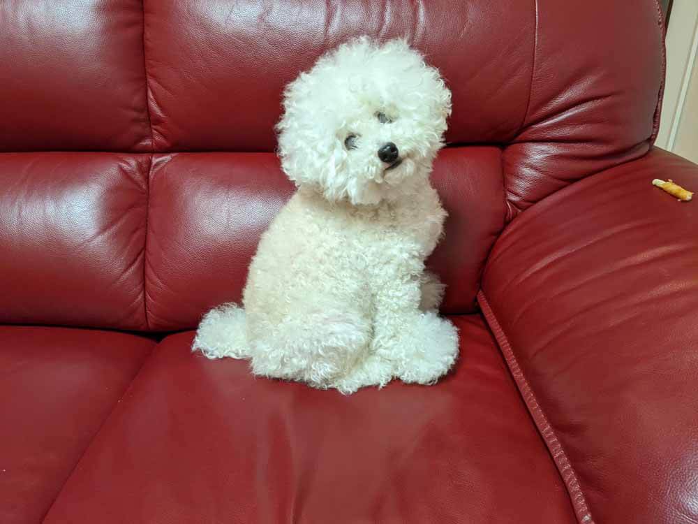 赤いソファーに座る少し伸びた白い毛色のトイプードル画像