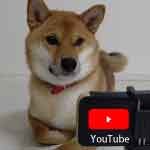 スマホでYOUTUBEを見る茶色い毛色の柴犬アイキャッチ画像