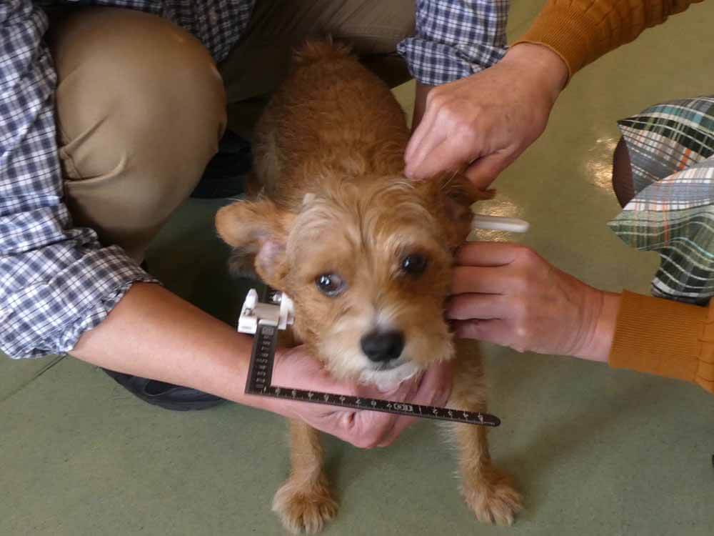 測定治具：採寸具を乗せた状態の茶色いテリア系ミックス犬