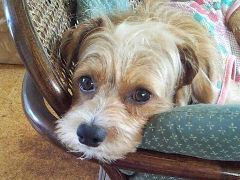 籐椅子の上でくつろぐ茶色いMIX犬の画像
