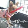 マンスリーサポーター募集中！アイキャッチ画像