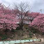 京急三崎口駅の河津桜アイキャッチ画像