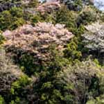 葉山南郷上ノ山公園の桜アイキャッチ画像