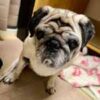 元保護犬10（テン）ちゃんのアイキャッチ画像