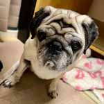 元保護犬10（テン）ちゃんのアイキャッチ画像