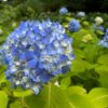 紫陽花