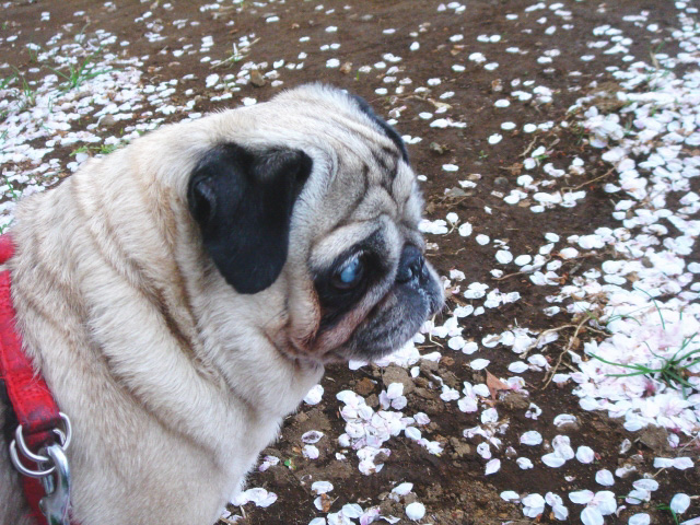 白内障のパグイメージ画像