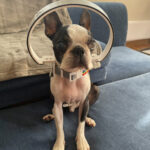 ルークちゃんのアイキャッチ画像