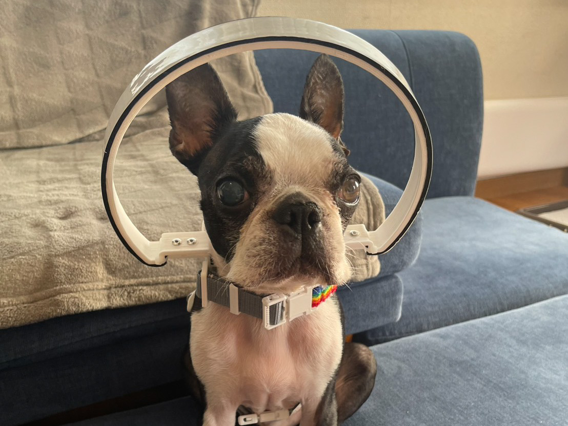 ドヤ顔のルークちゃん