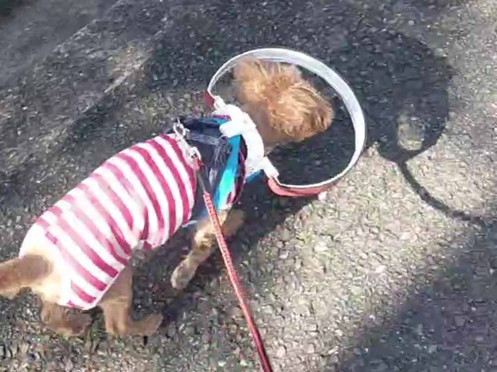 トイプードルのヒカリちゃん画像