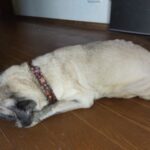 寝ているテンちゃん