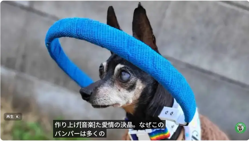 ドッグバンパーの掲載動画